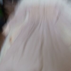 Elegant Cream Long Sleeve Dress